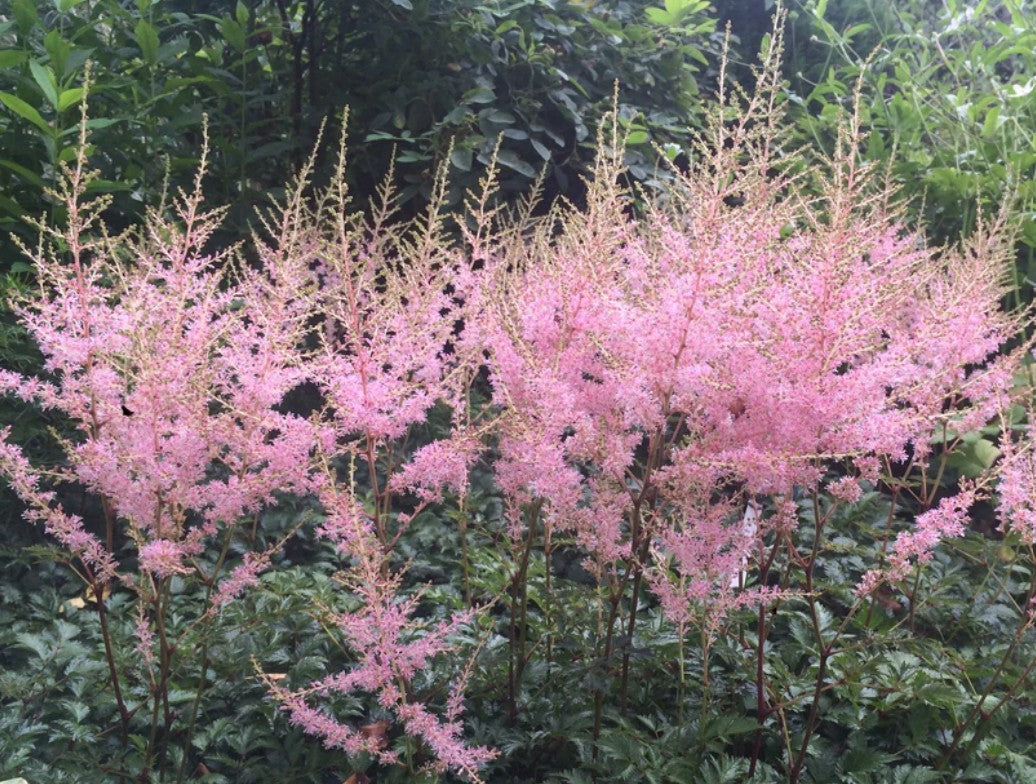 Astilbe