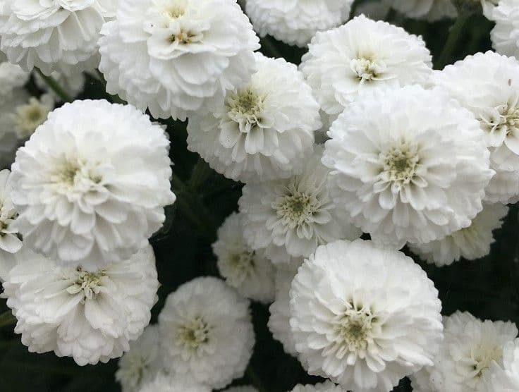 Achillea Peter Cottontail