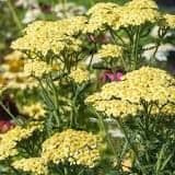 Achillea Sassy Summer Lemon