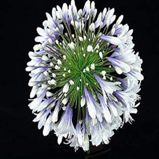 Agapanthus QUEEN MUM