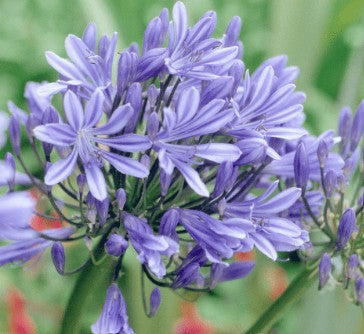 Agapanthus Sea Storm