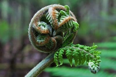 Ferns