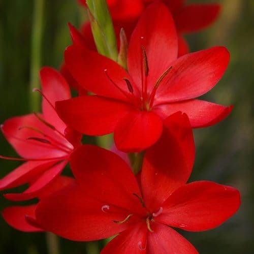 Hesperantha Major