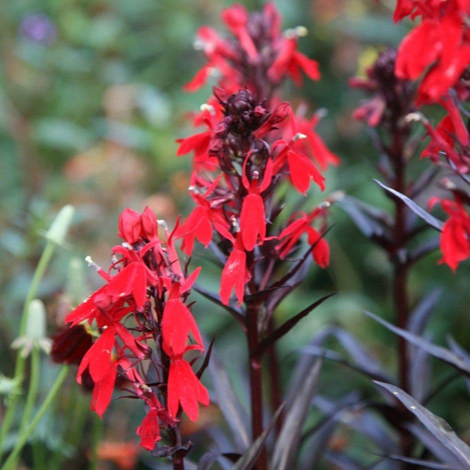Lobelia