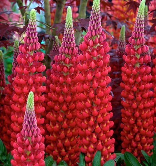 Lupin Beefeater