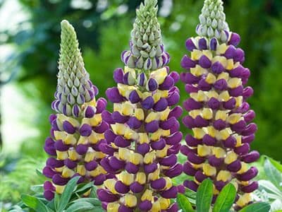 Lupin Magic Lantern