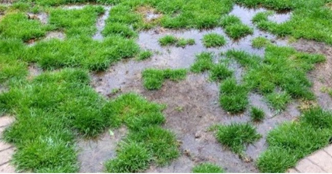 Water Logged Gardeners