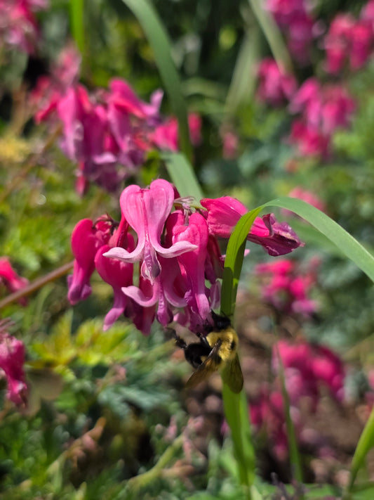 Dicentra Passion Hearts