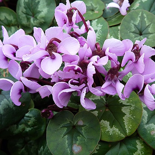 Cyclamen Coum Light Pink