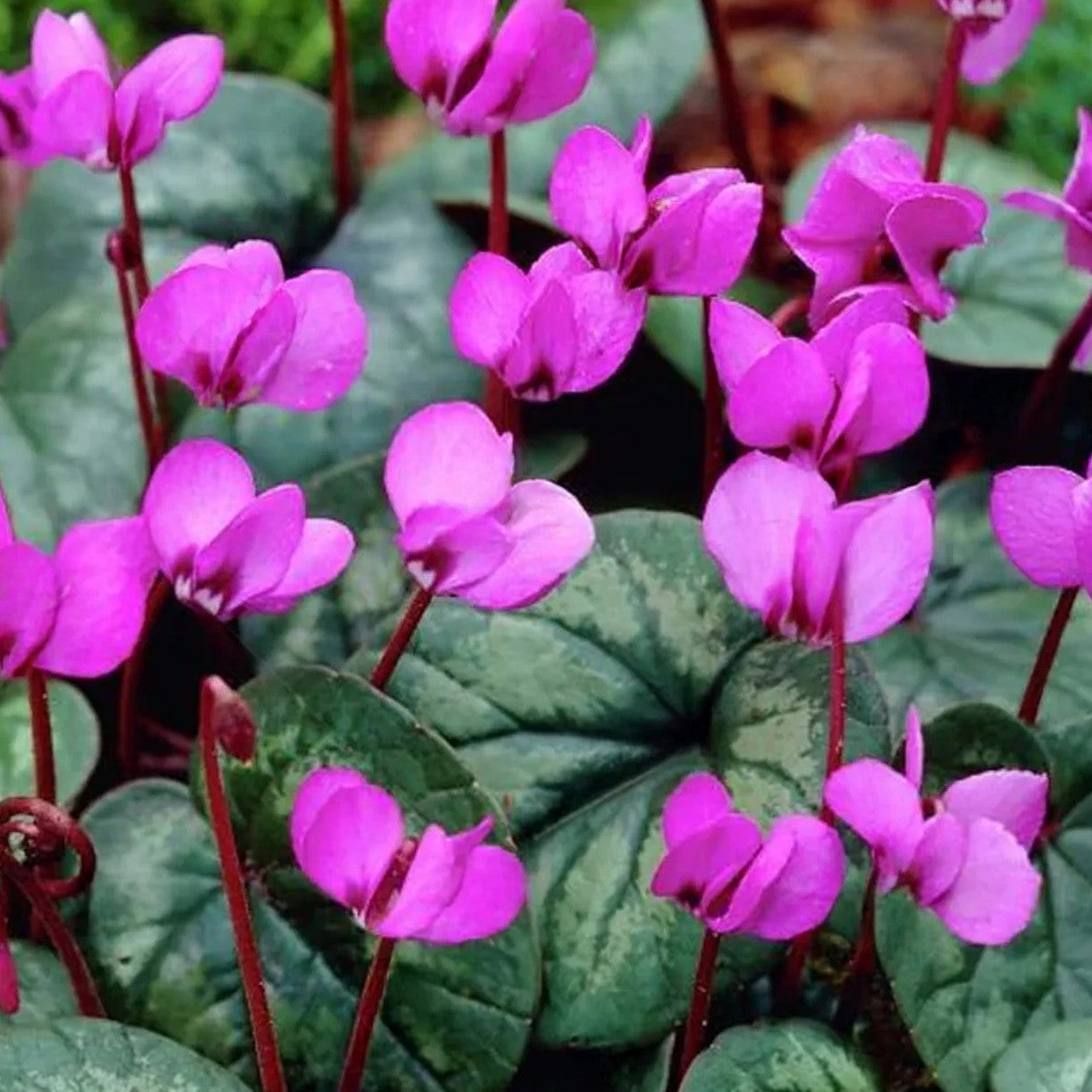 Cyclamen Coum Rosy Pink