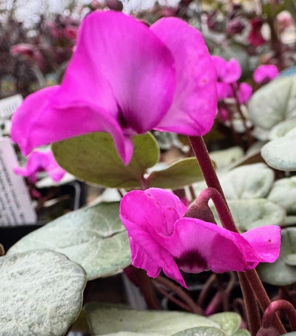 Cyclamen Coum Silver Pink