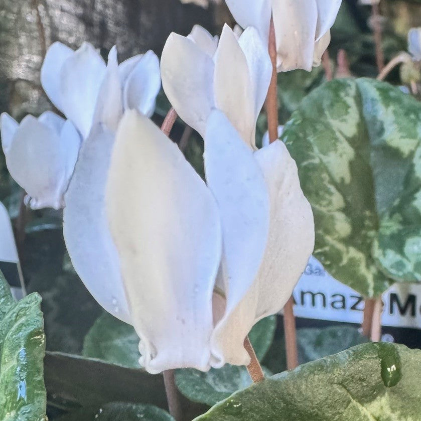 Cyclamen hederifolium  White