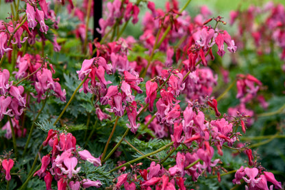 Dicentra Passion Hearts