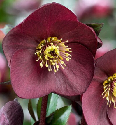 Helleborous Ice N Roses Brunello