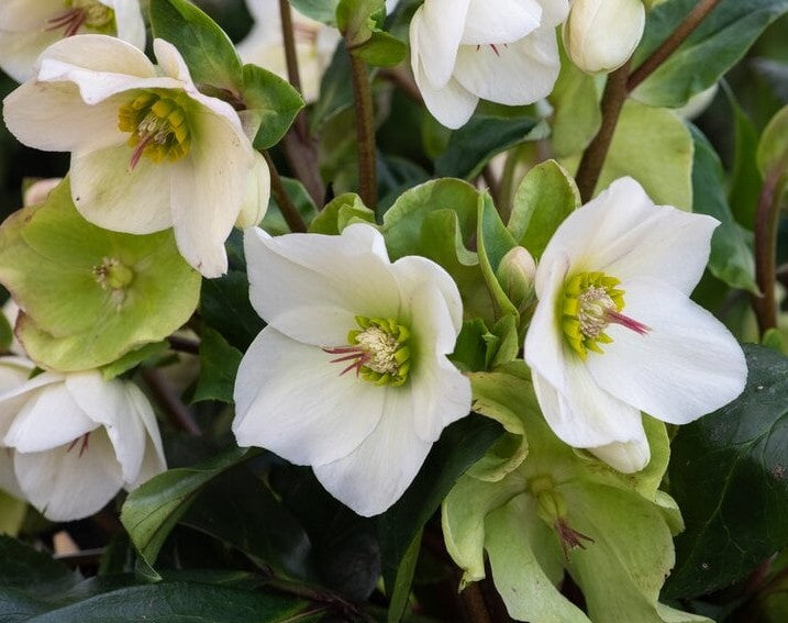 Helleborous Ice N Roses White