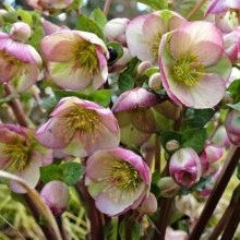 Helleborous Ice N Roses Rosetta