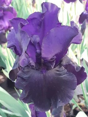 Iris Bearded Draco