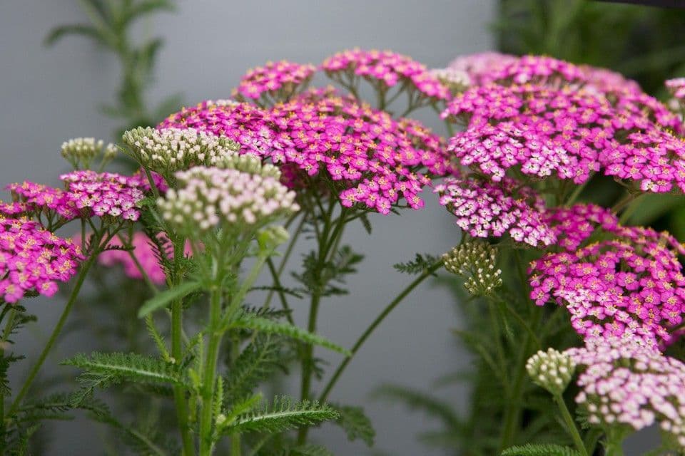 Achillea Milly Rock Rose