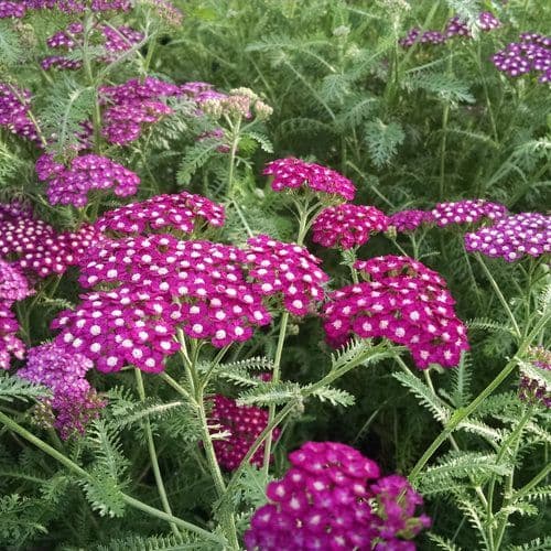 Achillea New Vintage Violet
