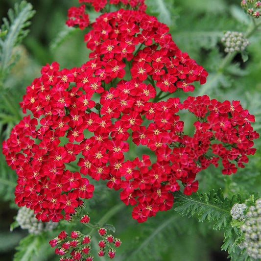 Achillea New Vintage Red