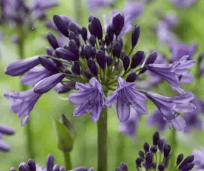 Agapanthus Poppin Purple