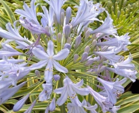 Agapanthus praecox subsp. orientalis 'Zambezi'