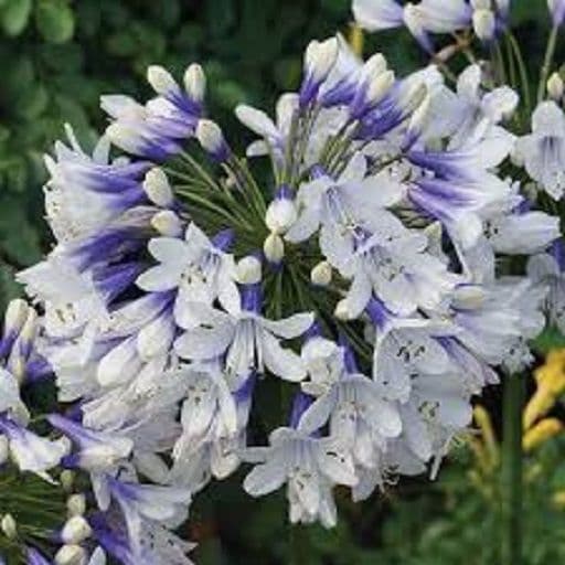 Agapanthus Twister