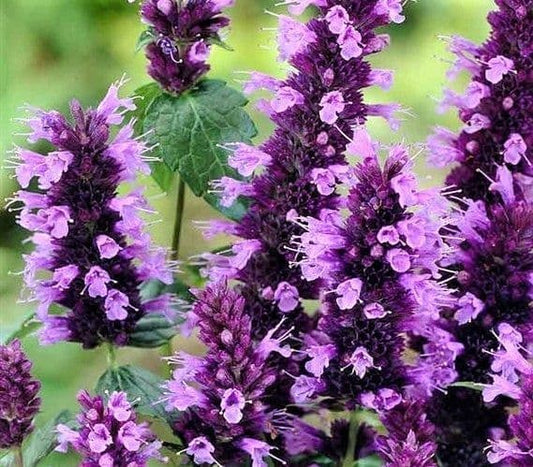 Agastache Little Adder