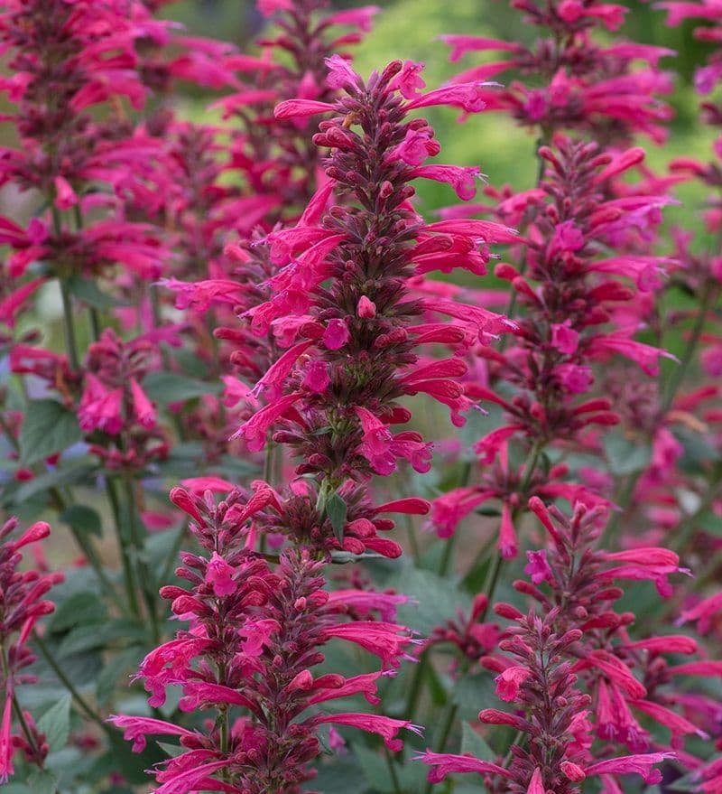 Agastache Morello