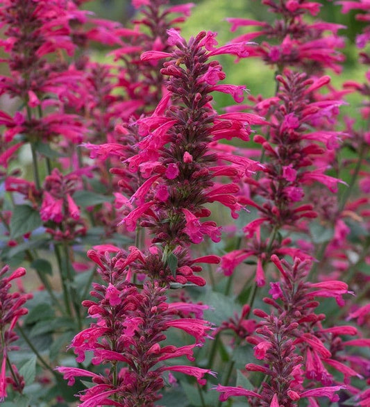 Agastache Morello