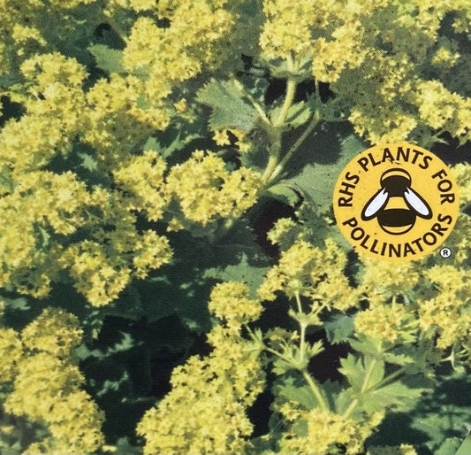 Alchemilla Irish Silk