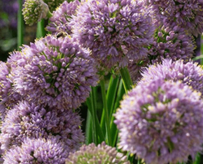 Allium Bubble Bath