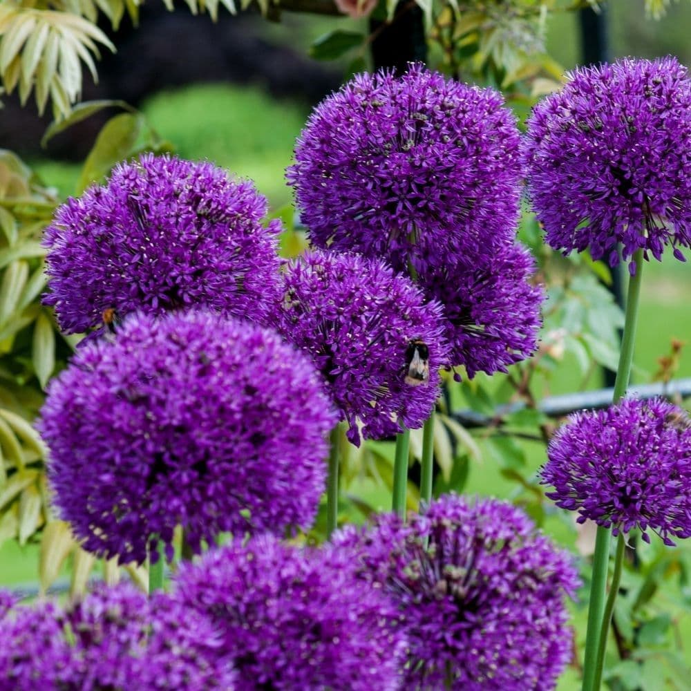 Allium Purple Sensation