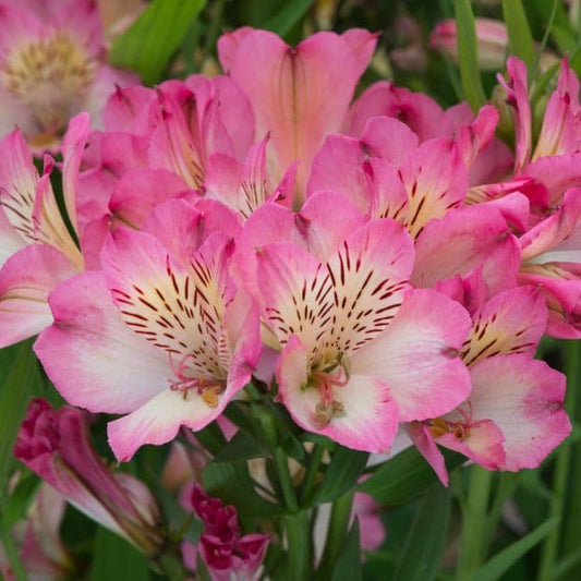 Alstroemeria Summer Break