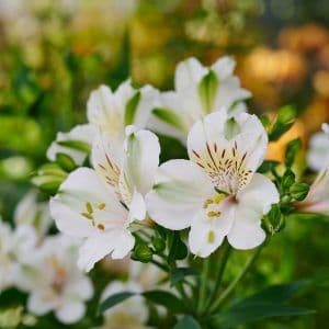 Alstroemeria Summer Ice