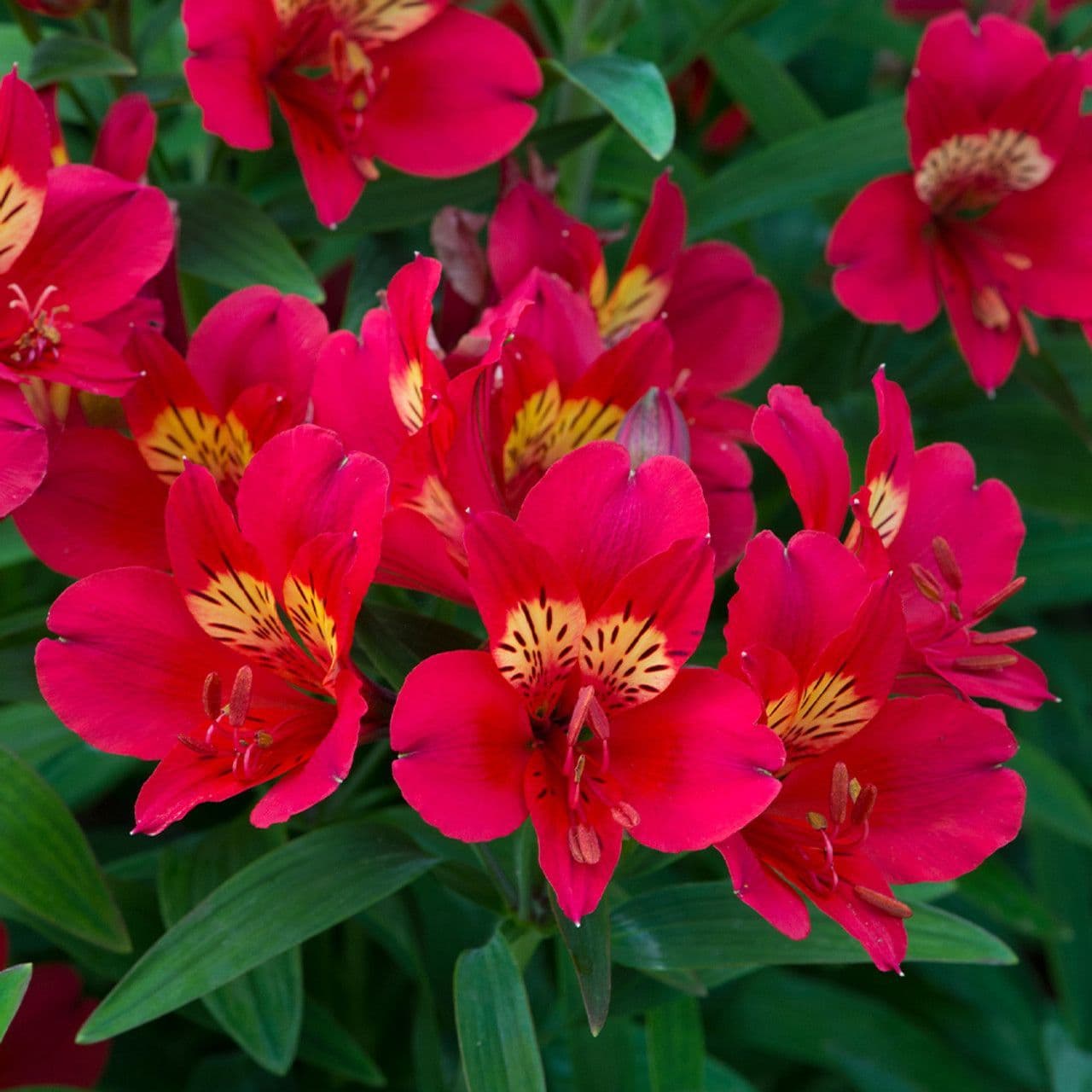 Alstroemeria Summer Pepper