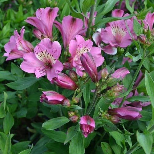 Alstroemeria Summer Saint
