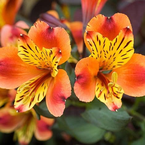 Alstroemeria Indian Summer