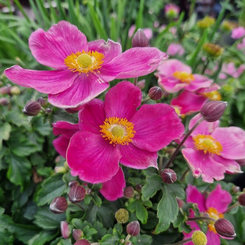 Anemone Emmy Deep Rose