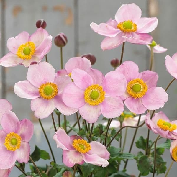 Anemone Pink Cloud