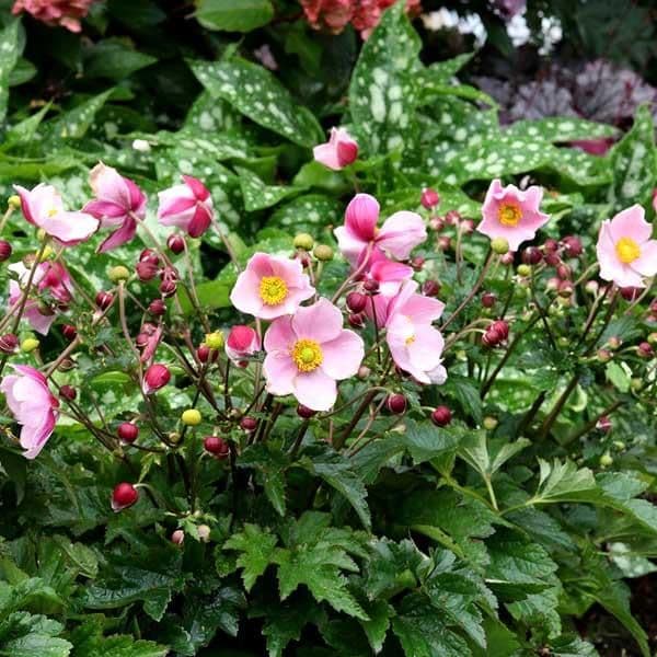 Anemone Satin Doll