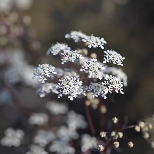 Anthriscus Ravenswing