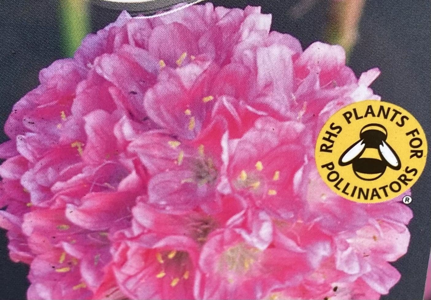 Armeria Dreameria Daydream