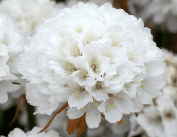 Armeria Dreameria Dream Clouds