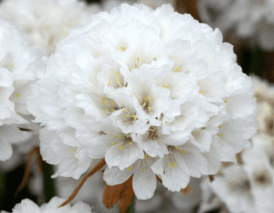 Armeria Dreameria Dream Clouds