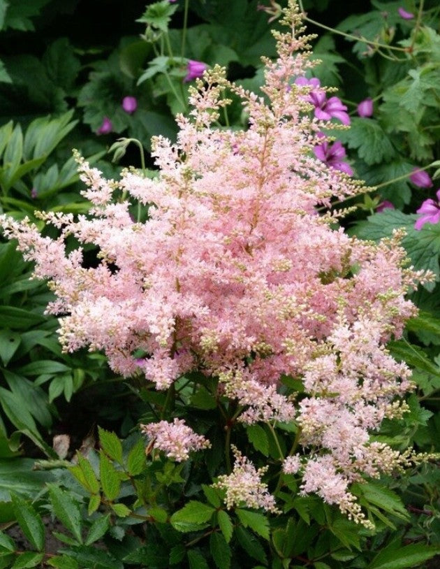 Astilbe younique Silvery Pink