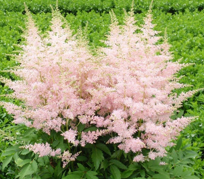 Astilbe younique Silvery Pink
