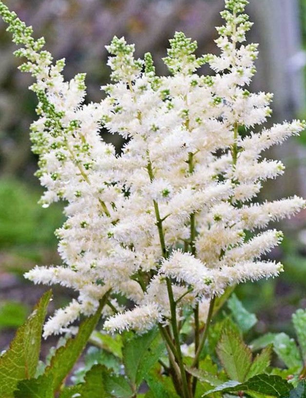 Astilbe younique White