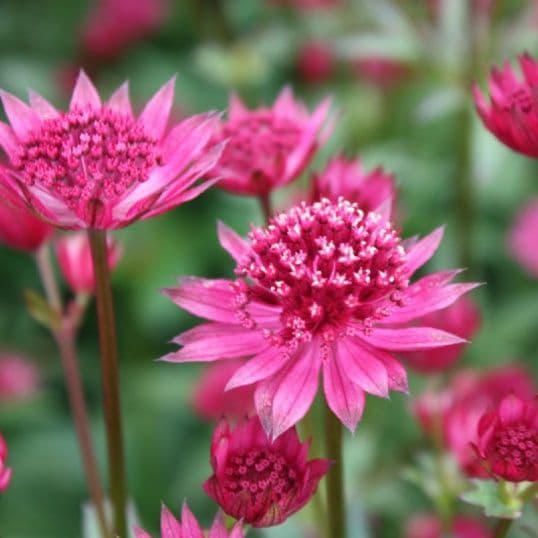 Astrantia Pink Joyce
