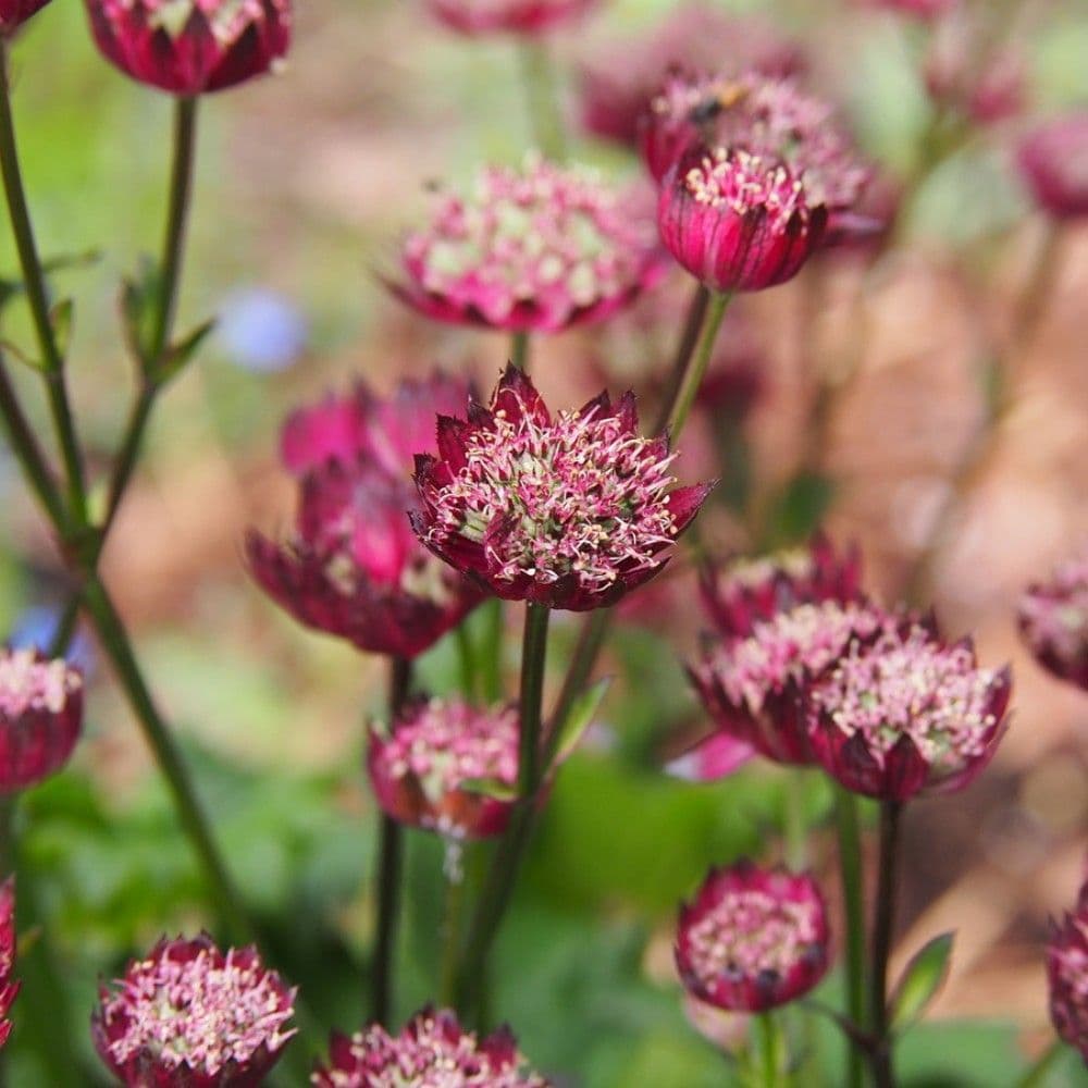 Astrantia Purple Joyce